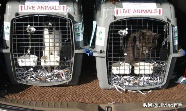 飞机托运猫咪流程，需要办理什么手续