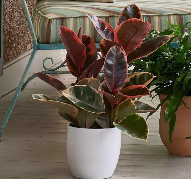 最适合家庭净化空气的花，17种公认的养人花