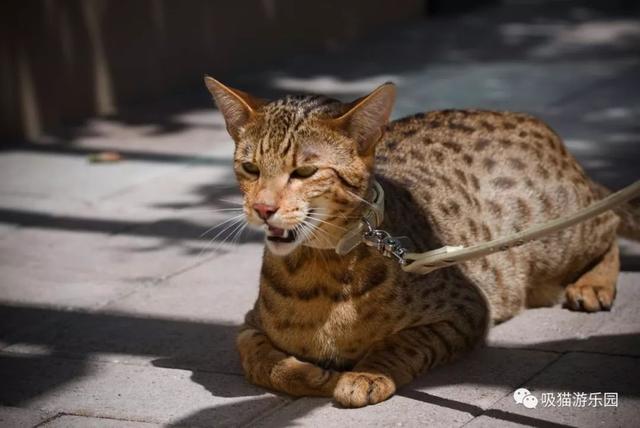 那些鲜为人知的宠物喵，猫宠科普