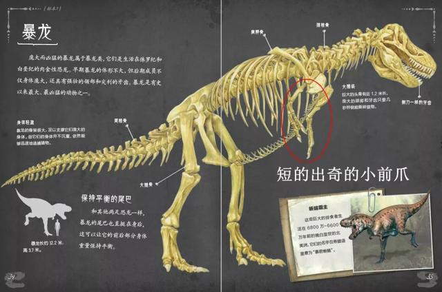 霸王龙其实没有传说中那么强大，霸王龙小小的前爪真是用来卖萌的