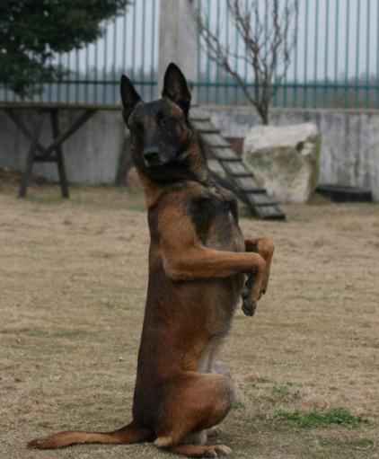 马犬和德牧哪个凶，德牧田园犬和马犬哪个好（看完你会选择谁呢）
