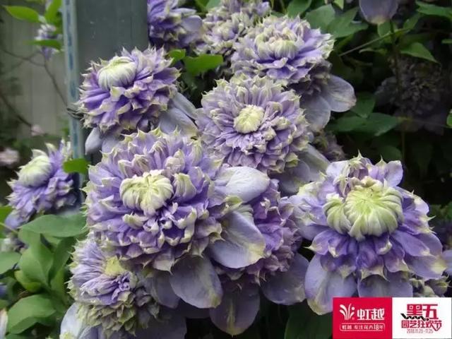 园艺批发市场，这个园艺市场本周末放大招