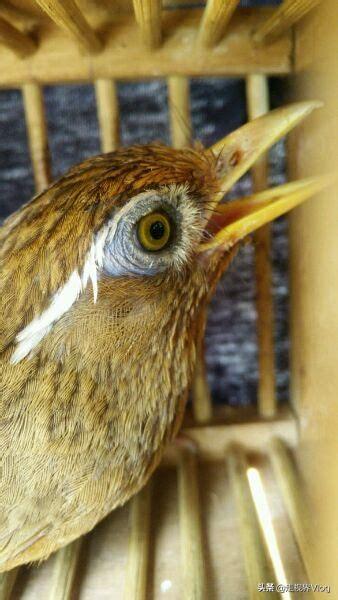 怎样训练画眉鸟斗鸟，画眉斗鸟的训练方法