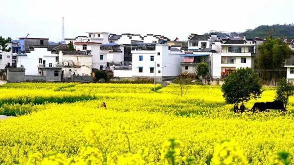 椿花，椿花开放的时节