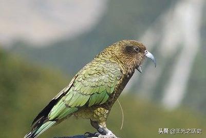 新西兰是发达国家吗，新西兰成为发达国家的原因（凭什么成为发达国家）