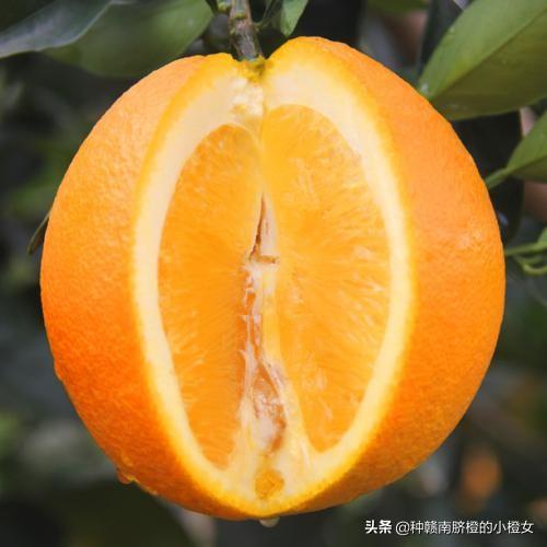 橙子和桔子的区别，橘桔柑橙傻傻分不清（橙橘柑桔的区别）