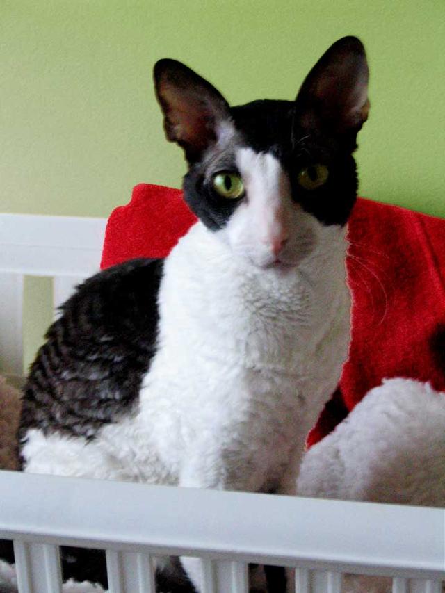 奶牛猫是什么品种，黑白猫跟奶牛猫怎么区分（都说别养奶牛猫）