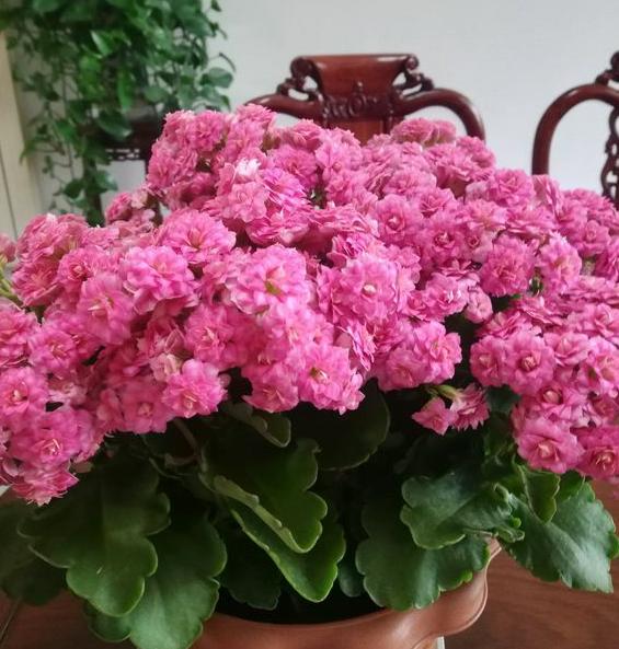 长寿花不开花疯长叶子的原因，长寿花持续长叶不开花