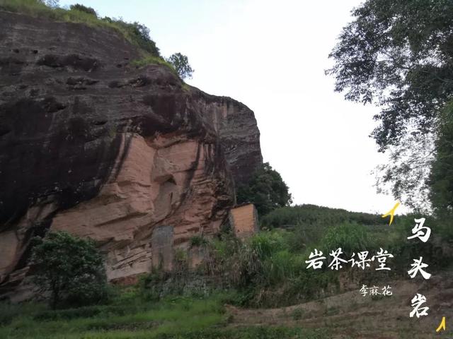 马头岩肉桂是高档茶吗，武夷岩茶肉桂是好茶吗（马头岩肉桂为什么紧随牛栏坑肉桂之后）