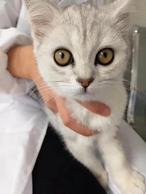 银渐层是美短还是英短，英短中的颜值担当