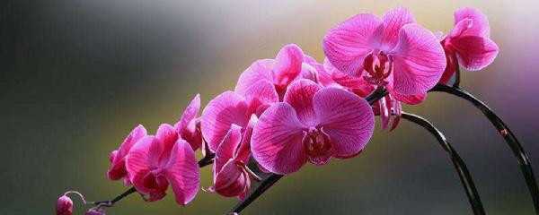 蝴蝶兰怎么浇水，蝴蝶兰浇水正确方法（不会“浇水”怎么行）