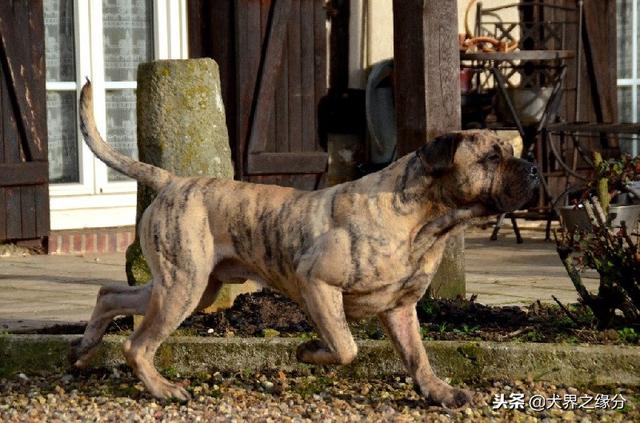 最厉害的斗犬是哪种，作为斗犬中的“圣斗士”