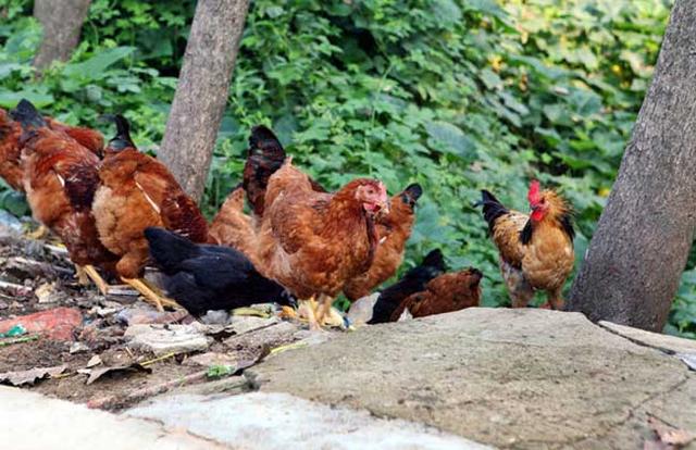 蛋鸡主要品种分为哪几类呢，蛋鸡的品种主要有哪些