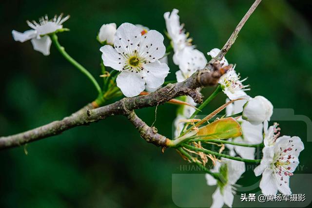 春天百花盛开图片，春天百花盛开带你见证春花之美（寻找最美春天）