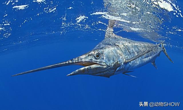 世界上最大的鱼有几种，你见过世界上最大的10种鱼吗
