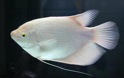 斗鱼的种类及特点，斗鱼科的观赏鱼都有哪些品种