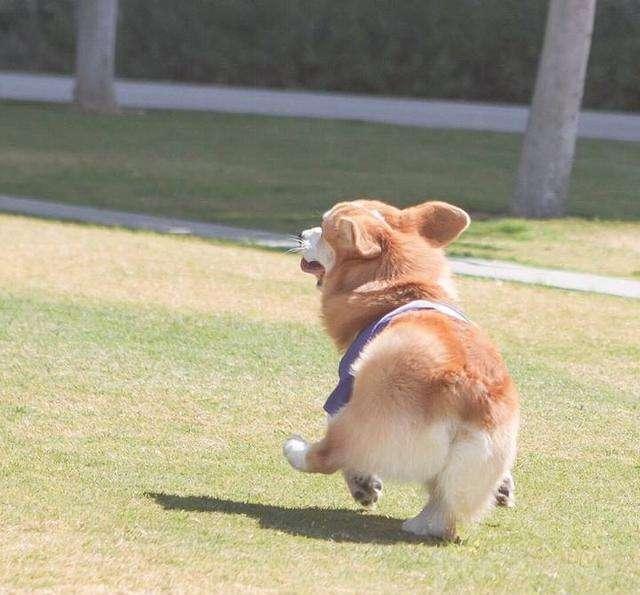 狗粮要怎么喂才好，3分钟让你知道狗粮的正确喂法