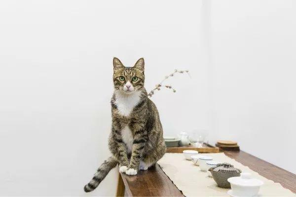 猫咪会抑郁吗有什么表现，辟谣猫都没心没肺