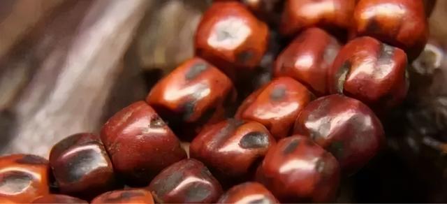 比较容易找到的树籽，不温不火的树籽