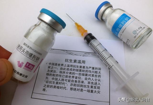 养猪技术猪脱肛怎么办，养猪户头疼的问题