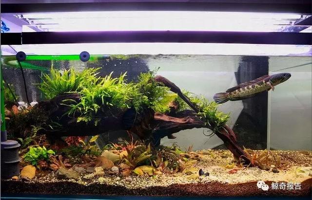 加州王蛇适合新手饲养吗，黄金眼镜蛇饲养说明书