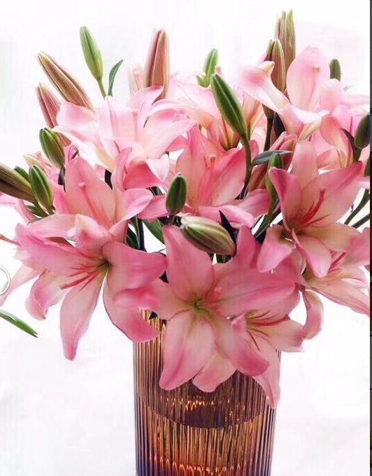 麝香百合开花后的养护，百合花期后的养护方法