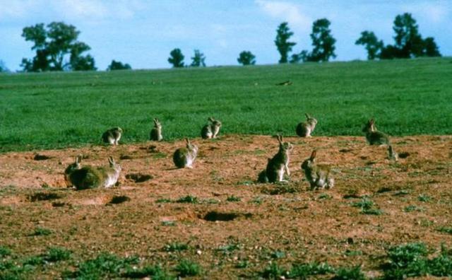 澳大利亚有些什么特产值得买，你不知道的国家冷知识