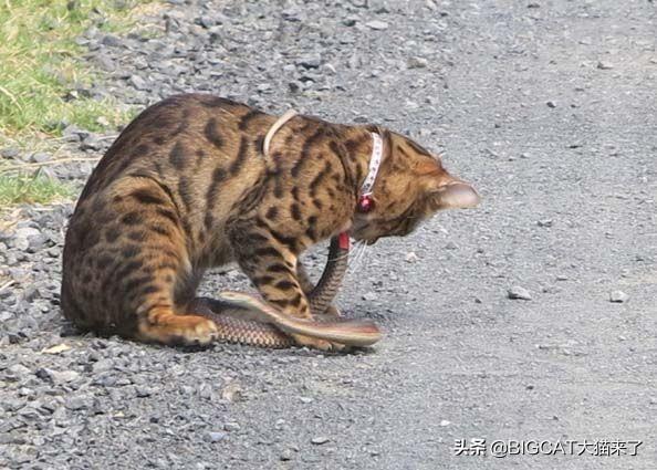 蛇怕猫还是猫怕蛇，猫对蛇有多可怕（科学分析猫为什么不害怕蛇）