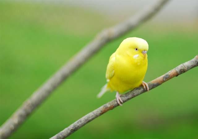 国内即将合法的品种大鹦鹉，国内三类合法鹦鹉品种介绍