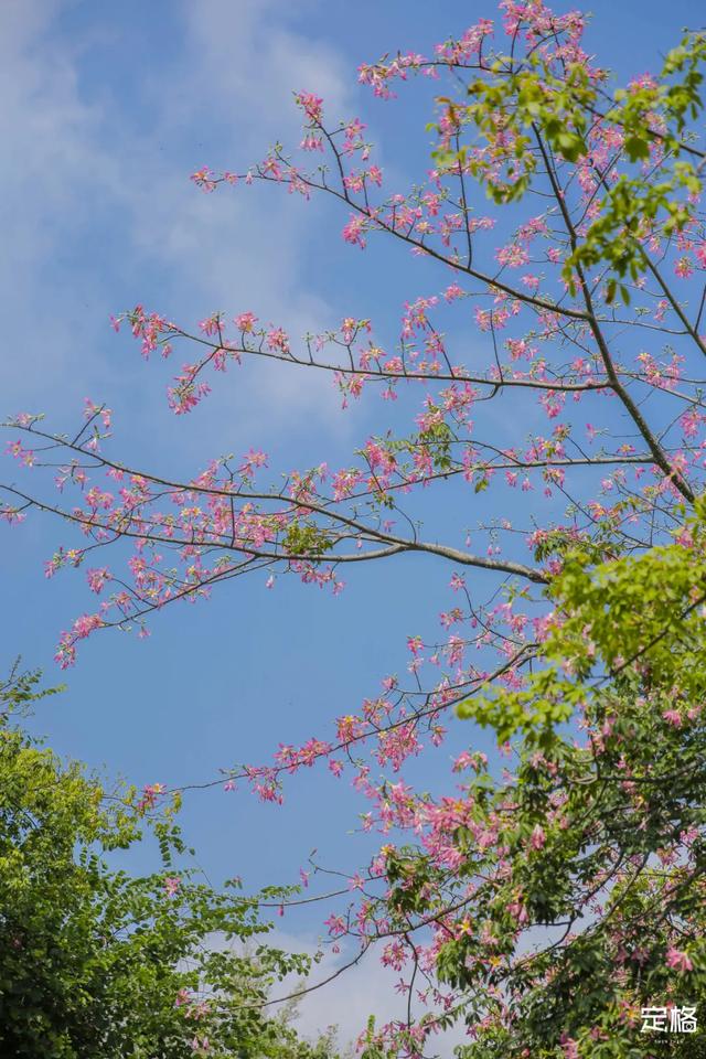 观澜河湿地公园，深圳十个免费特色花海