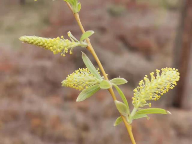 清明适合赏花的地方，纷纷春雨过后是最美人间四月天