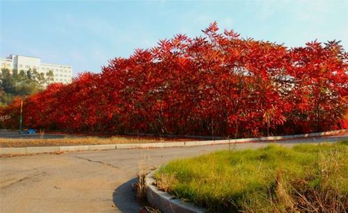 观赏性高的会开花的树，18种紫红色叶片的树木