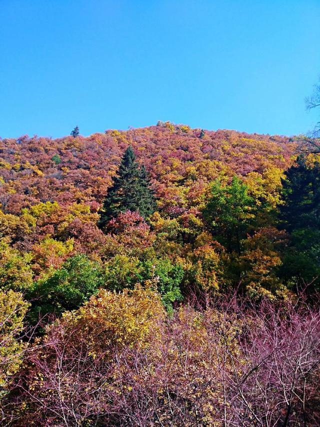 人间仙境满山红叶，原来是峨眉山的树叶红了……