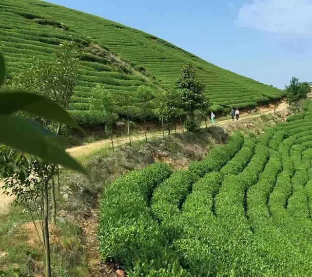 宁波有几个古道可以爬山的，宁波这11条登山健身步道你走过吗