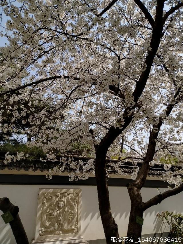 春夏秋冬四季什么花好看，这十种花几乎一年四季都开花