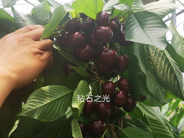 智利种植车厘子的优势，2分钟带你了解智利种植背后的黑科技
