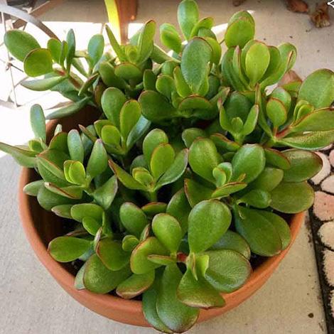 燕子掌怎样养，燕子掌的养殖方法和注意事项