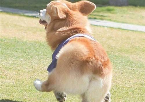 纯种柯基犬的特征，纯种柯基犬都有的5大特征
