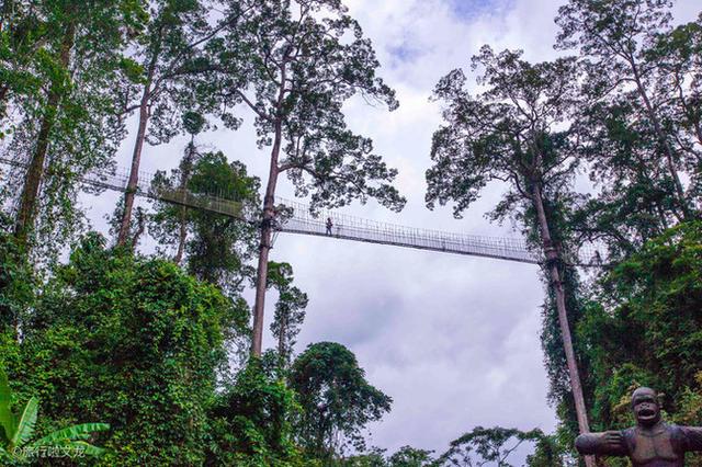 西双版纳热带雨林，云南西双版纳热带雨林旅游攻略（美丽的热带雨林）