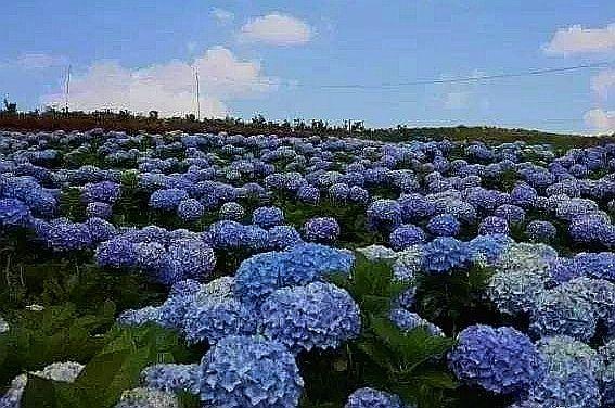 黄顺发蓝色绣球花，单朵最大的绣球花