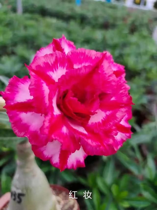 沙漠玫瑰怎么养，沙漠玫瑰的养殖方法多久能开花（真正会养的只需做5点）