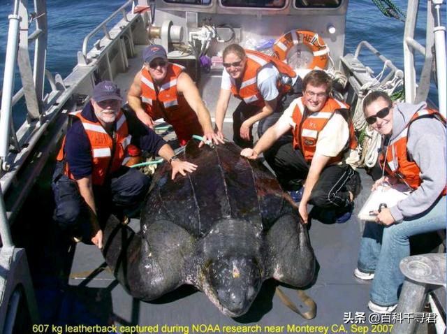 龟类体型排名，全球乌龟排行榜，十大排名