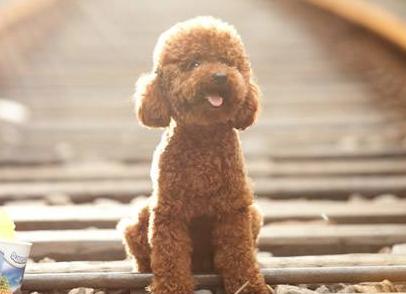 泰迪犬的8大特征，泰迪狗狗的8个特性