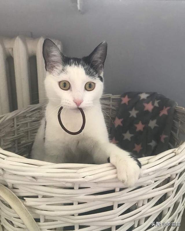 猫咪时常有要呕吐的状态如何办，猫咪出现呕吐一般有这几个原因