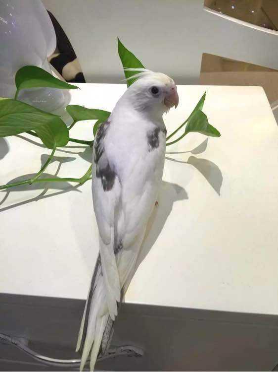 玄凤，玄凤鹦鹉的缺点以及特点