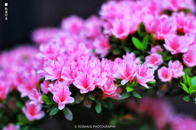 全国春季赏花时间表，收好这10个踏春赏花推荐