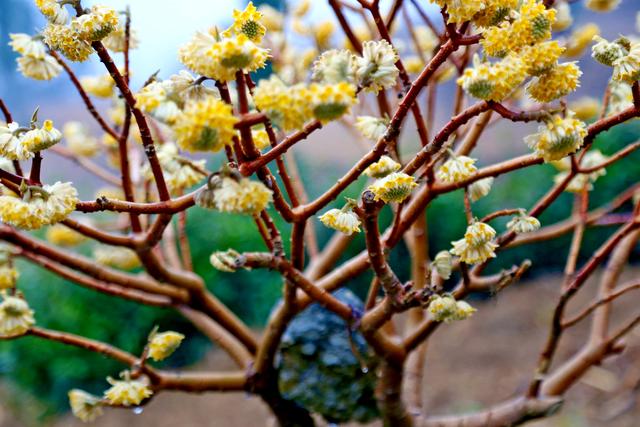 花冠类型为辐射对称花，结香花别名梦花树