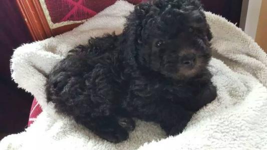 泰迪的优点和缺点，泰迪犬的优缺点看完你还会养吗（第4点很多人都不能接受）