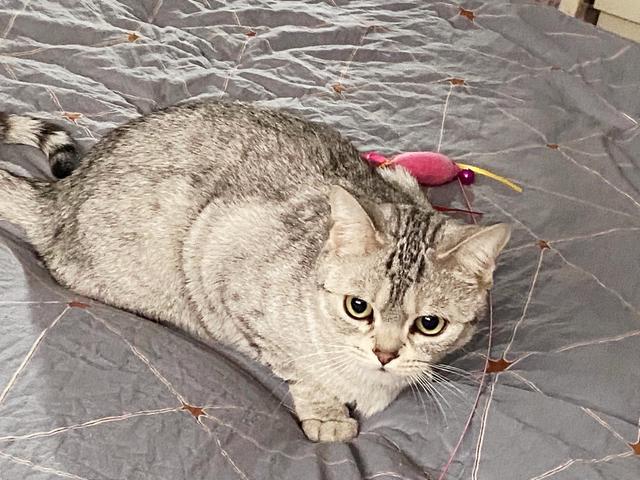 猫传腹的典型过程，关于猫传腹，你一定要提前知道