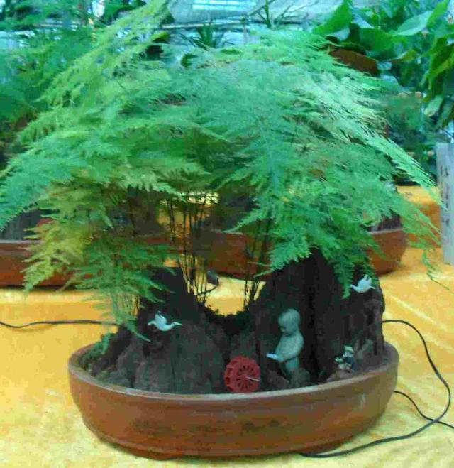 文竹为什么容易开花，撒花盆长出一片小苗子